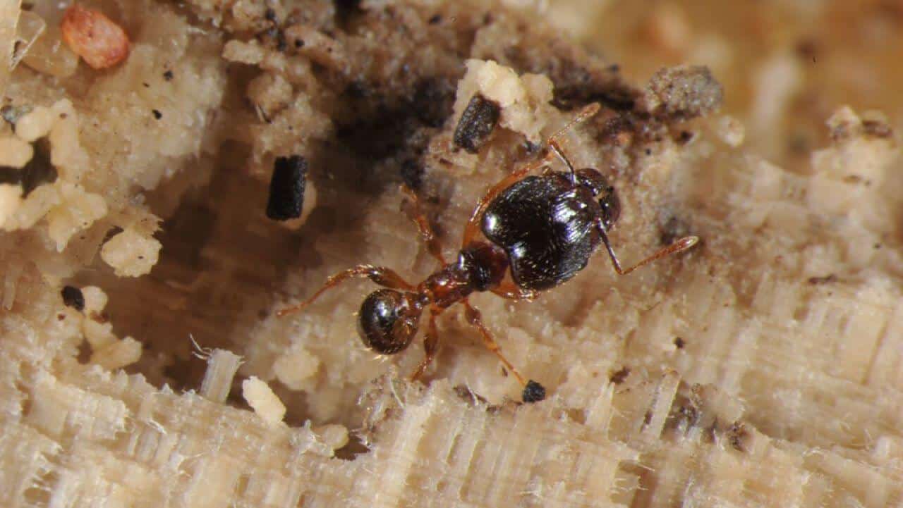 Brown Ant Pest Library